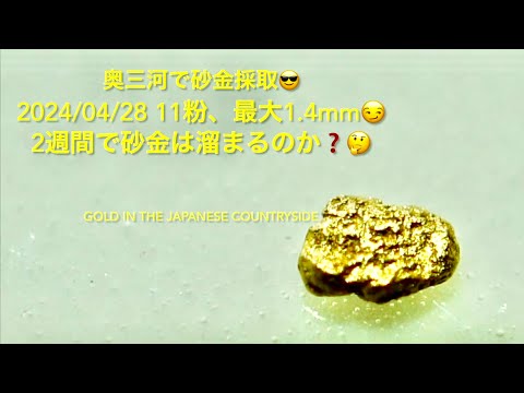 2024/04/28 奥三河で砂金採取😎 11粉、最大1.4mm😏2週間で砂金は溜まる