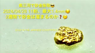 北海道産、道央方面、天然採取砂金 GOLD 2024/04/28 奥三河で砂金採取😎 11粉、最大1.4mm😏2週間で砂金は溜まる