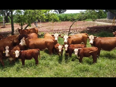 Video: ¿Cuánto cuesta una vaca hereford?