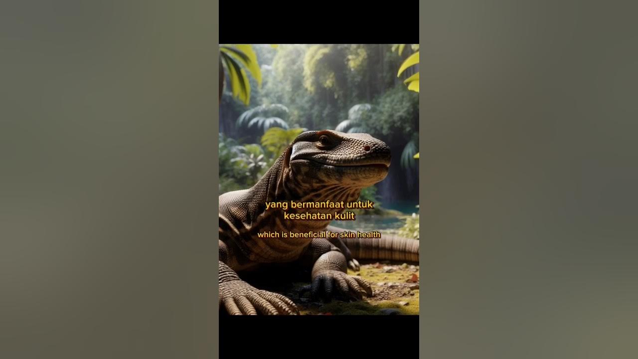 Manfaat Daging Biawak benefits Of Monitor Lizard Meat YouTube manfaat-daging-biawak-benefits-of-monitor-lizard-meat-youtube