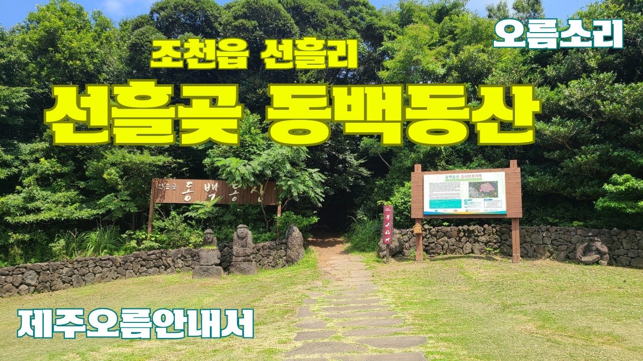 241. (2024.8.4) 제주시 조천읍 선흘리에 위치한 선흘곶자왈 동백동산 탐방로 소개