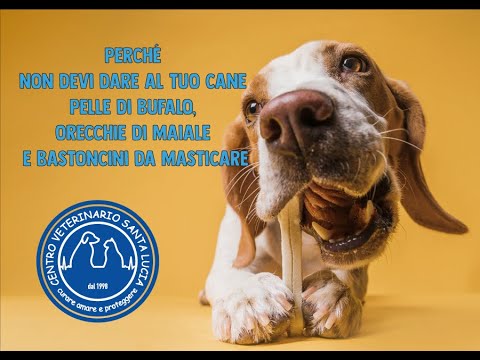 Video: Dal veterinario: 3 cose che dovresti sapere sulle orecchie del tuo cane