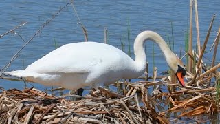 Sad, the swan eggs are gone 💦#wildlife #swan #baby #nesting #eggs #bbcearth #cute #sad #swans #天鹅