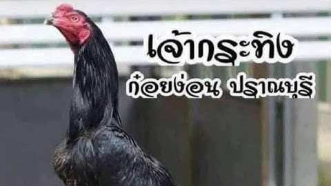 Thaij qaib Saib ua si