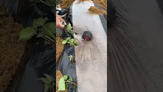 Sweet potato seedling planting process- Good tools and machinery can increase work efficiency