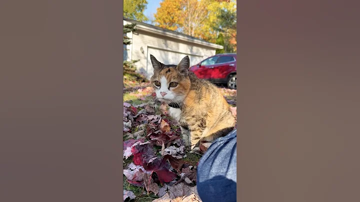 Video 6136421: mainecoon, miss kitty, tiny kitty, kitty cute adorable