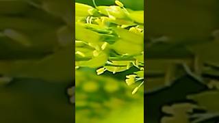 biyan sonar angti #lovesongs short reel #music