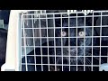 Why are the panther Luna and Venza in a cage?(ENG SUB)