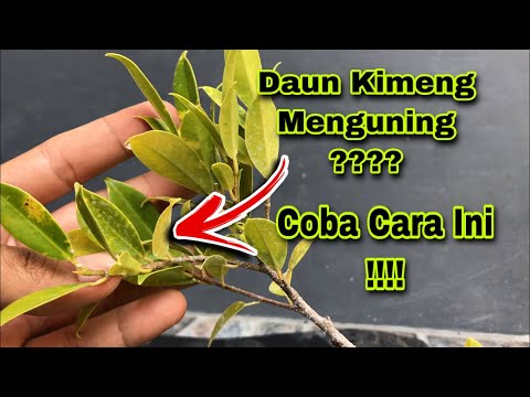 Video: Penyakit Dan Perosak Ficus (37 Foto): Mengapa Daun Melengkung Ke Dalam? Bagaimana Jika Ficus Tidak Tumbuh? Bagaimana Cara Menghidupkannya Semula Jika Daunnya Menjadi Hitam?