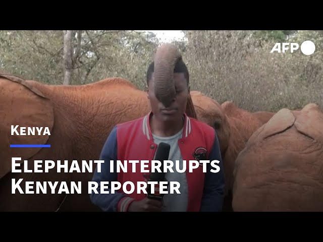 Baby elephant interrupts Kenyan reporter during standup | AFP class=