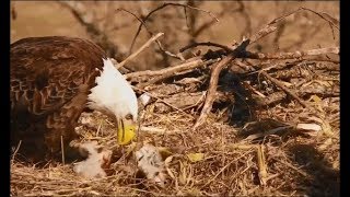 Decorah North Eagles DNN ~ DN10 Has Passed Away ~ Dad Pulls Body From Nest 4.2.19