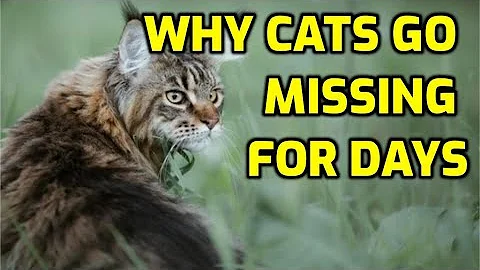 Why Do Cats Disappear For Days On End?