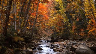 Sons de Rio no Outono - 4K - Estudar, Dormir, Relaxar - 3 horas - Ruído Branco