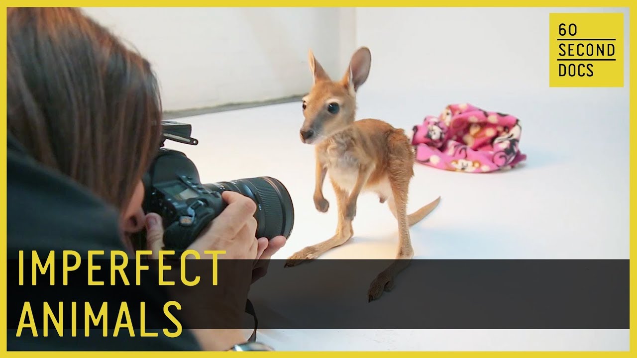 Imperfect Animals | Perfect Imperfection 