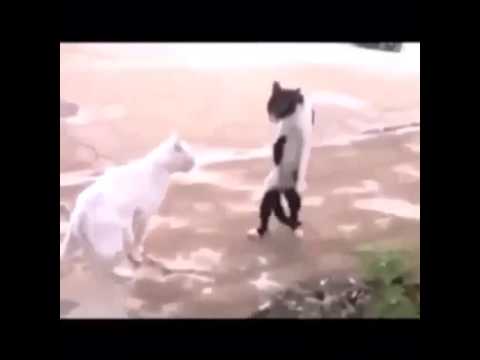 dance cat  Michael  Jackson  YouTube