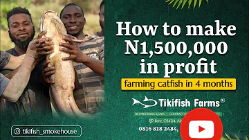 How to make N1.5M in profit from farming melange catfish in 4 months in an earthen pond.