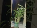 which plant is this? #plants #shorts #indoorplants