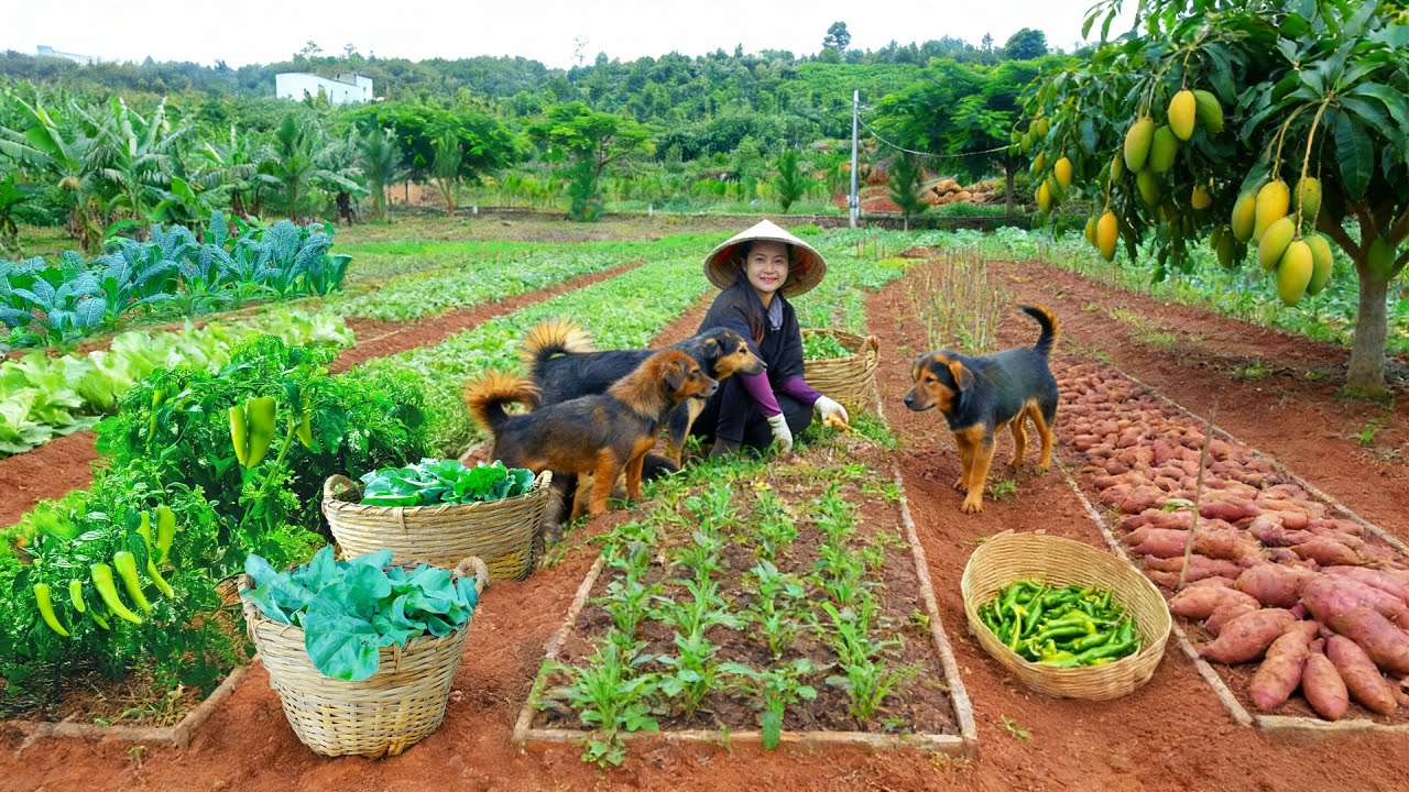 Harvest Agricultural Products: Choy Sum, Lettuce, Chili Pepper,Sweet Potato, Mango To Sell at Market