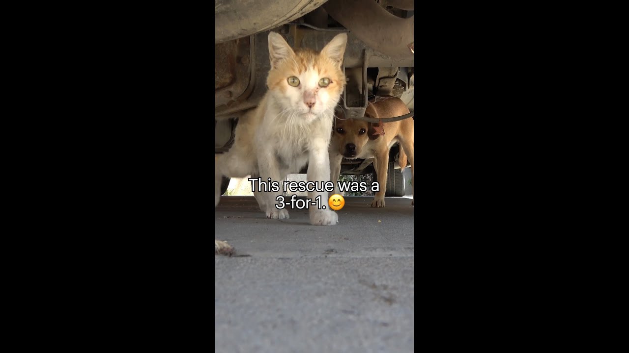 Hope For Paws - Official Rescue Channel