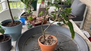 From Wild to Refined: The Art of Yamadori Macadamia Bonsai ??