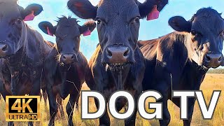TV for Dogs (4K COW VIDEOS  COWS CHEWING  COWS GRAZINGCOWS MOOINGASMR)  Prevents Boredom