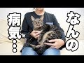 カートくんの病気についてAbout cat disease #山田猫 #猫まみれ