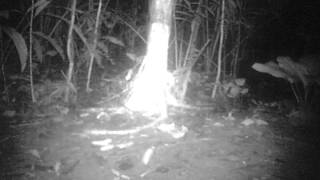 Ocelot Camera trap