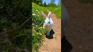 Here Comes Peter Cottontail