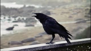 Crow Call Sounds | 1 Hour