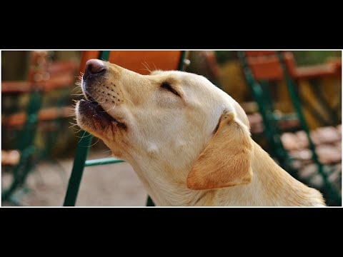 Wideo: Wyjące Psy: Co To Znaczy, Gdy Wyje Pies?