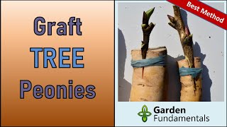 : Best Method for Grafting Tree Peonies - From Start to Finish