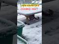 แมวปั้นหิมะได้ด้วย #猫 #猫動画 #ไวรัล #ทาสเเมว #แมวจอมซน #แมว #แมวส้ม #cat #shots #แมวจร #amazing