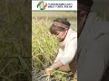 Brazil removes Rice Import Tariffs Until Year-End Due to Floods