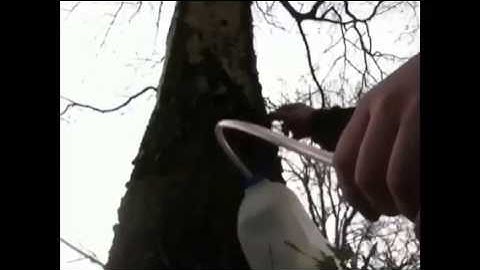 Tapping A Birch Tree