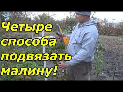 ОБРЕЗКА И ПОДВЯЗЫВАНИЕ МАЛИНЫ ОСЕНЬЮ.