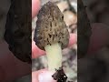 4/4/2026: Big, black Morel mushrooms 🍄‍🟫!!