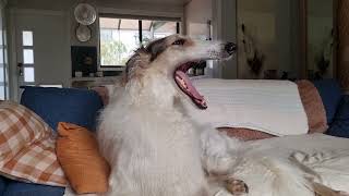 ANOTHER little chat with Arlo the Borzoi dog...