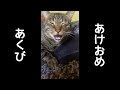 あけおめの鳴き声が可愛い猫。