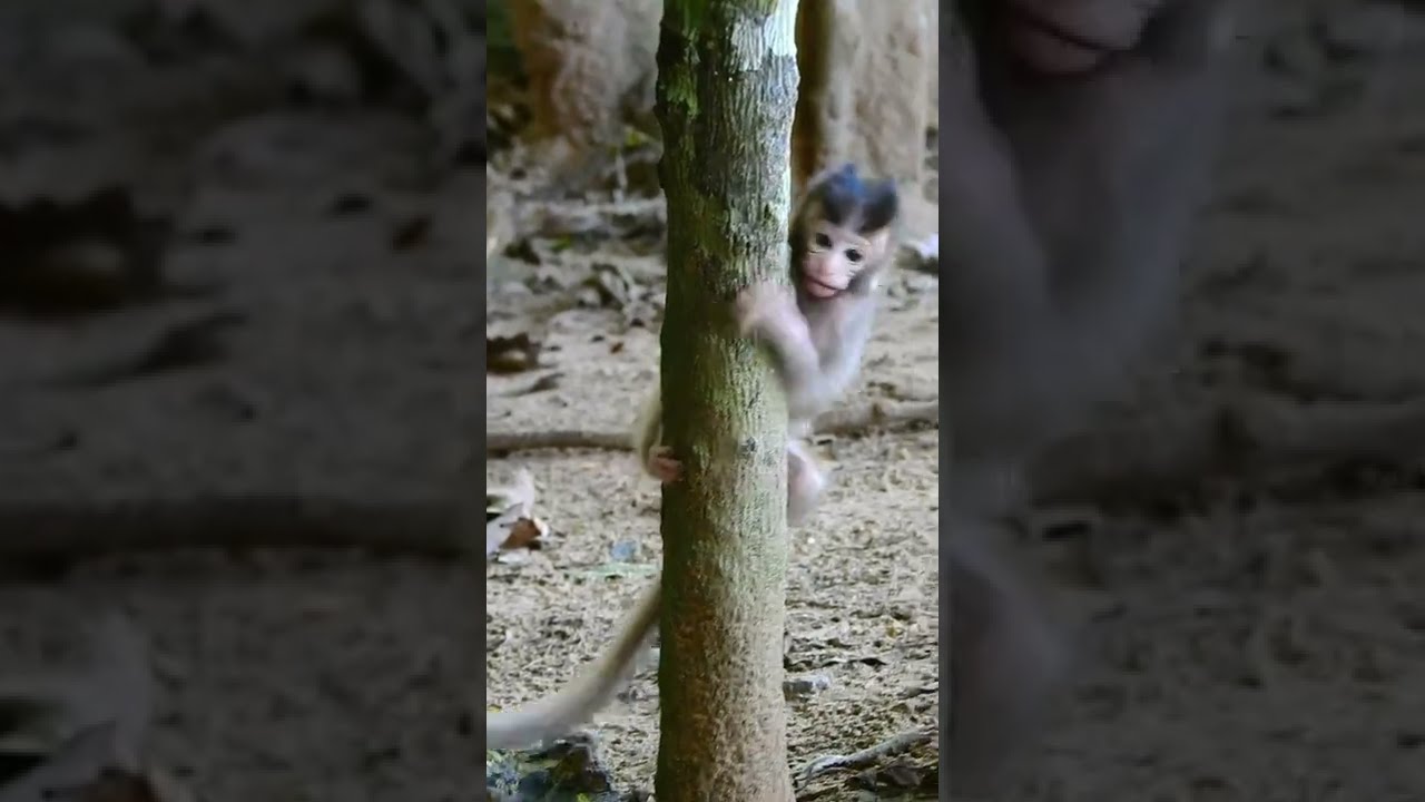 Very pity baby shocking scare cry call mom help her