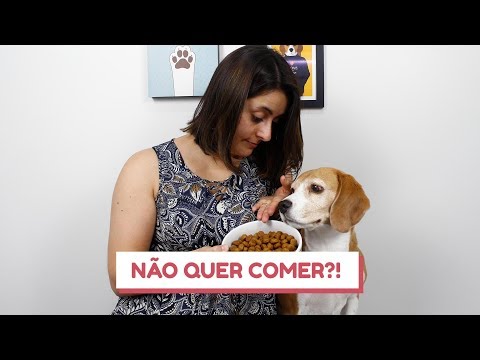 Vídeo: Por Que O Cachorro Se Recusa A Comer