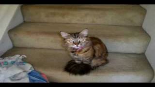 In Memory Of My Cat, Mally