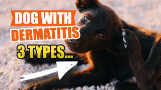 🐶3 DERMATITIS in DOGS: 👇Causes, Symptoms and What to Do by Veterinary Network 46 views 5 days ago 4 minutes, 47 seconds