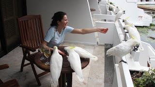 Попугаи Какаду, о. Хайман, Большой Барьерный Риф, Австралия. Parrots Cockatoo, Great Barrier Reef,(Онлайн путешествие по Австралии. Видео про животных. Мы были приятно удивлены, когда прилетели в отель Hayman..., 2015-06-19T05:26:20.000Z)