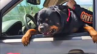 Rottweiler viciously protecting owner! Stay Back! by Richard Heinz 356 views 12 hours ago 58 seconds