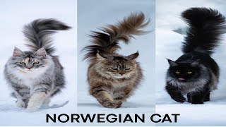 Norwegian Forest Cat | Funny Cats