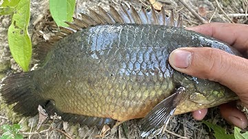 Câu Cá Rô Đồng Chinh Phục Bầy Cá Rô Khủng Cụ Tổ Trong Mương Nhỏ | big perch fishing