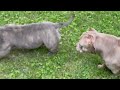AMERICAN BULLY 30B CH GOLDEN BOOBIE AND RUNTZ UPDATE. TKS SANCHITO LITTERS