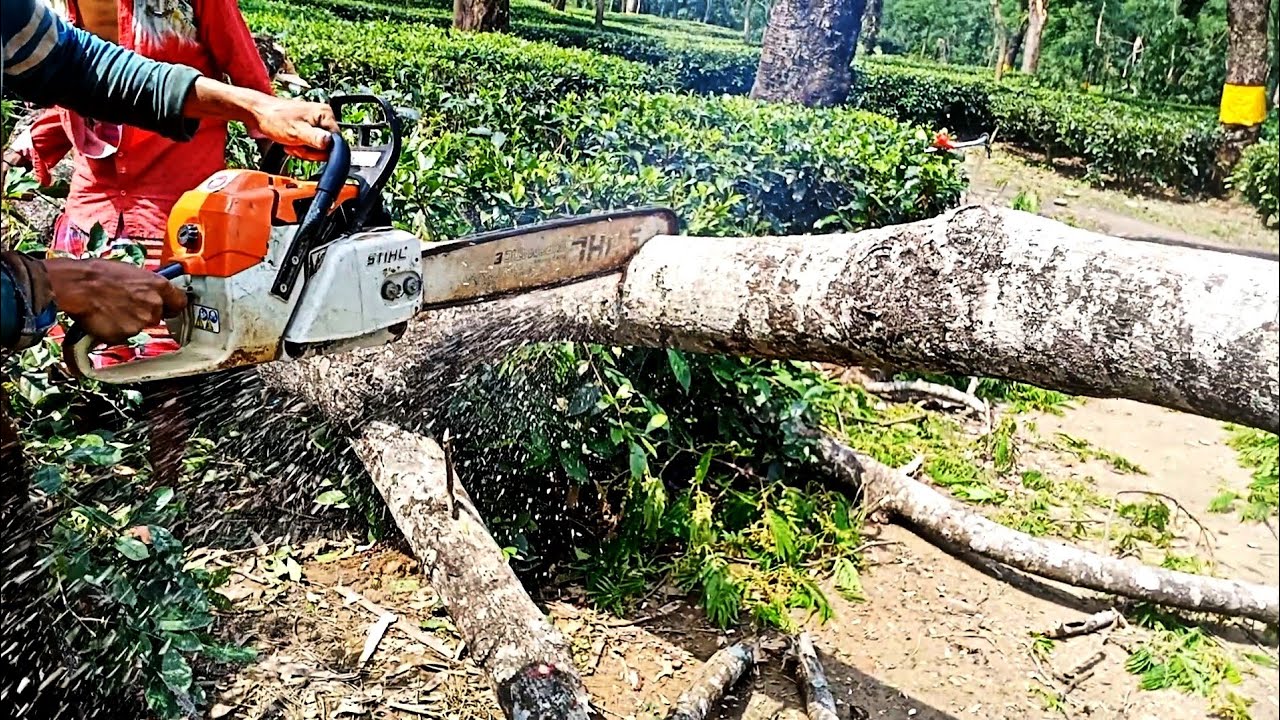Fastest stihl machine chainsaw APRIL 30 2022. - YouTube