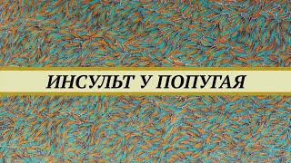 Инсульт у волнистого попугая. Признаки, лечение. Будет ли попугай летать после инсульта.