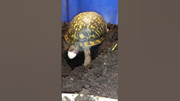 Eastern box turtle laying eggs